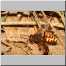 Nomada panzeri - Wespenbiene w02c 7mm - Sandgrube Niedringhaussee det.jpg
